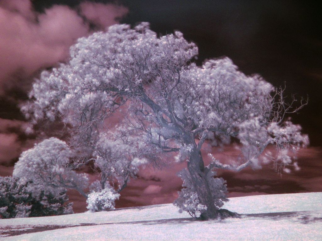 Tree_example_IR.jpg