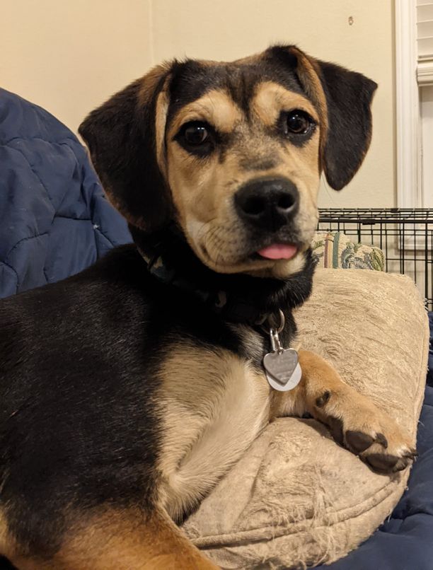 biscuit small.jpg