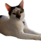bigCatAstro