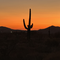 TomArizona