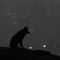 CoyoteAstro