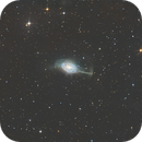 NGC 4561 - The Umbrella Galaxy, Gary