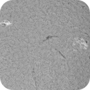 Sun close up of AR4137 in H-Alpha 11th of July 2025, Arne Danielsen