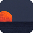 A Whale Breaches In the Western Pacific as the FULL MOON RISES, Richard Posener