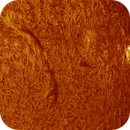 AR14126 AR14122 and Prominence in h-alpha taken 02072025, nonsens2