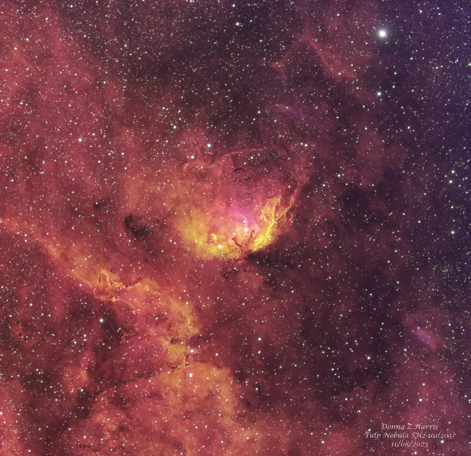 Nebula donna clearance