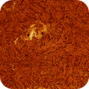 sun surface in h-alpha taken 05072025, nonsens2