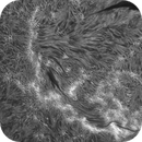 Sun H-alpha: Chromosphere 27.04.2025, Olegs_Astrophotography