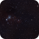 NGC 2264 (Christmas Tree Cluster, Fox Fur Nebula), Paul Evans