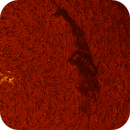 solar filament in h-alpha taken 29062025, nonsens2