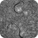 Sun H-alpha: Chromosphere 28.04.2025, Olegs_Astrophotography