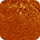 AR14122 AR14131 in h-alpha taken 02072025, nonsens2