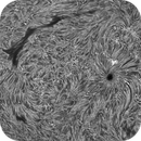 Sun H-alpha: Chromosphere 28.04.2025, Olegs_Astrophotography