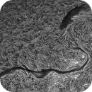 Sun H-alpha: Chromosphere 29.04.2025, Olegs_Astrophotography