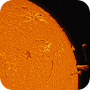 Sun in H-alpha, Reinhold Lamb