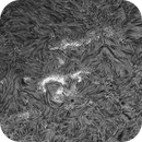 Sun H-alpha: Chromosphere 28.04.2025, Olegs_Astrophotography
