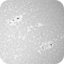 4 jul 25 - 0908ut - cah - ar 4127 28 29, Leela.Astro.Imaging