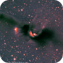 Suburban Cosmic Bat from backyard, Pedro Goles