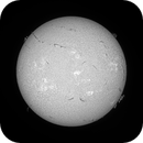 Sun FD in H-Alpha 4th of July 2025, Arne Danielsen
