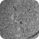 Sun H-alpha: Chromosphere 27.04.2025, Olegs_Astrophotography