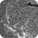 Sun H-alpha: Chromosphere 28.04.2025, Olegs_Astrophotography