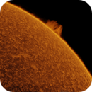 4 jul 25 - 0934ut - ha - proms on limb, Leela.Astro.Imaging