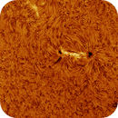 AR14116 in h-alpha taken 15062025, nonsens2