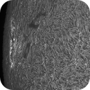 Sun H-alpha: Chromosphere 28.04.2025, Olegs_Astrophotography